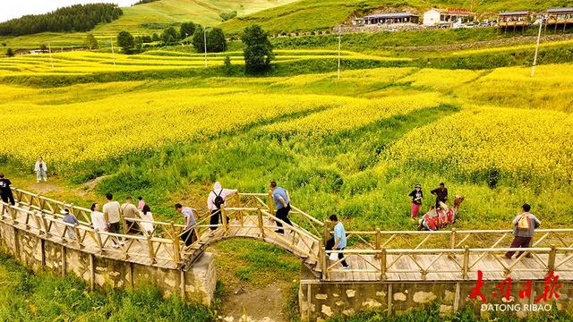 金色海浪涌山间!大同市浑源千亩油菜花“燃爆”夏日朋友圈~