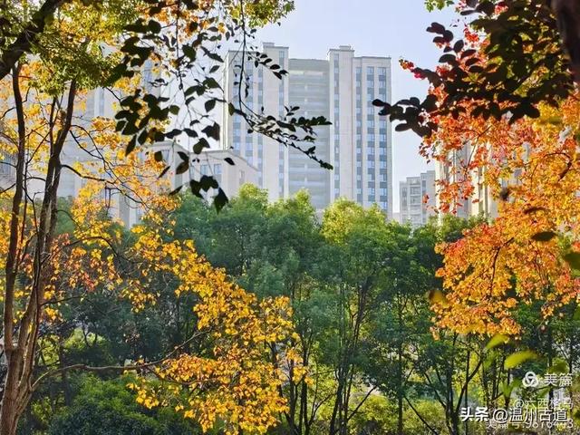 市府路的这几颗乌桕树,你见过吗?现在正是最美的时候!