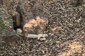 武汉公园出现白色松鼠，极其罕见！紧急提醒图片