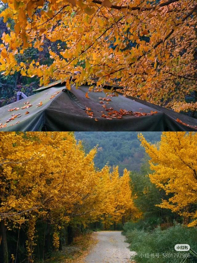 黄了！彩了！1h刹拢成都最近赏秋地，徒步拿奖牌、邂逅古寺银杏！老街美食好吃惨！