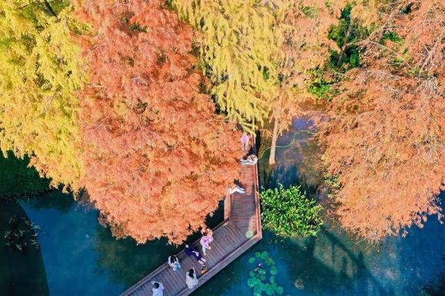 云溪落羽杉,羊城冬日别样红