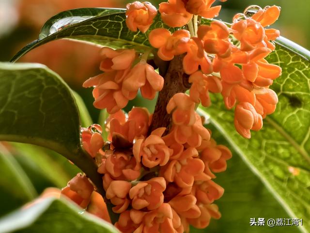 桂香漫城：桂林的秋日私语