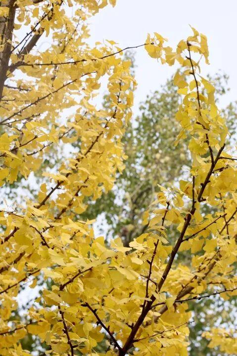 秋日限定美景，还不赶紧来拍？