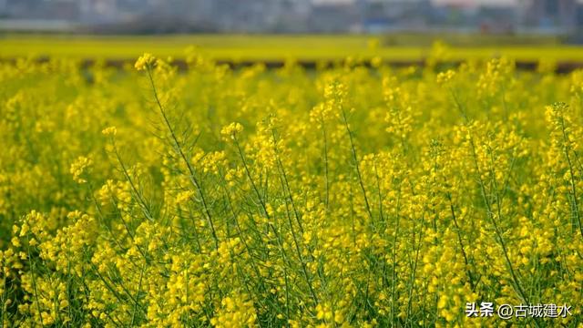 建水稻田公园油菜花海进入最佳观赏期 盛放美景引客来