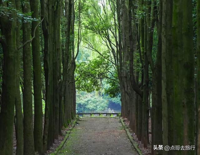 成都龙泉森林徒步路线，被严重低估，不要门票，拍照超级出片！