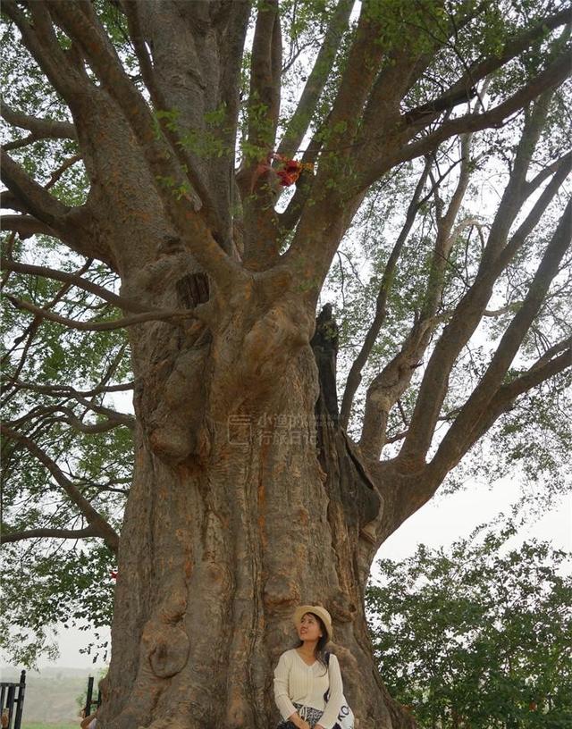 这才是5月陕西最值得去的小城！40万亩花海开爆，满城飘香！