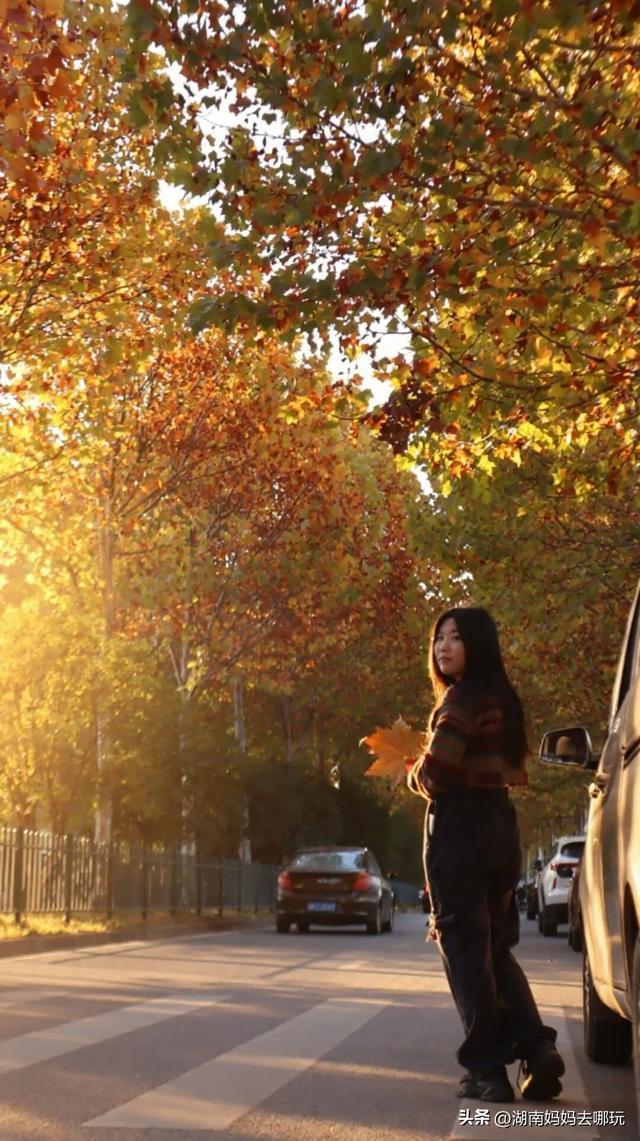 不用去南京，长沙也藏着 “梧桐秘境”！遛娃拍照美到窒息！