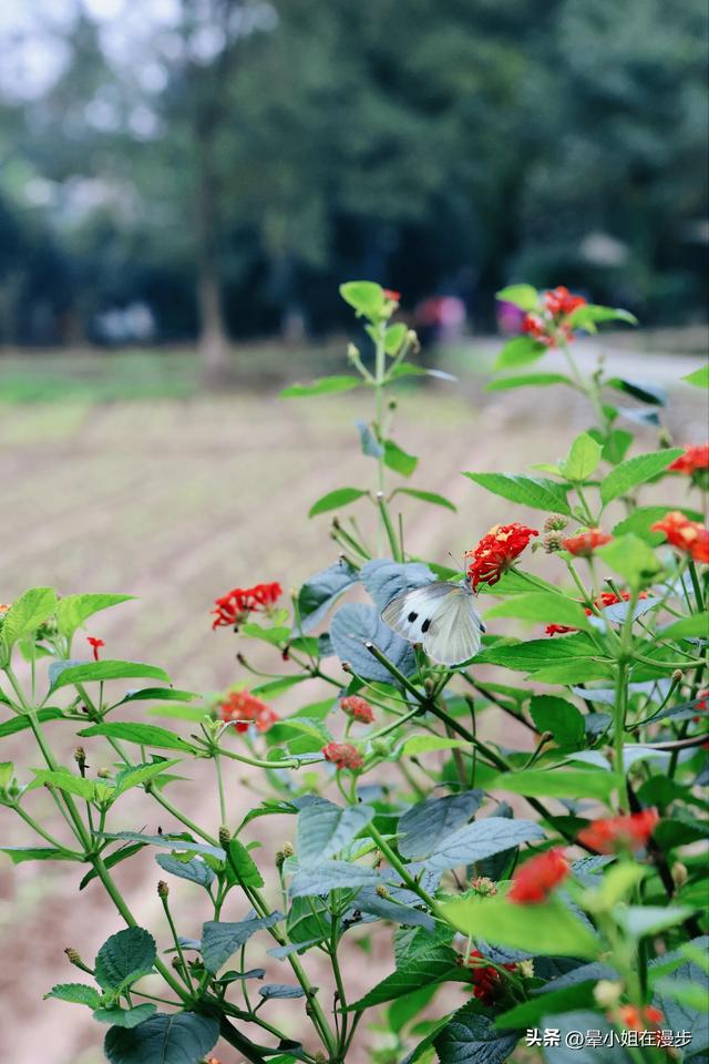 崇州竹艺之旅，带娃去去逛竹村、玩竹编、爬竹山、捡秋竹