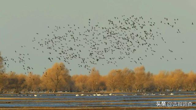 向海鹤舞，冰湖鱼跃！通榆冬季“生态剧本杀”正式开场！