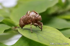 孩子积食、内热、便秘、胃口差、脾气大，推荐一个中成药图片