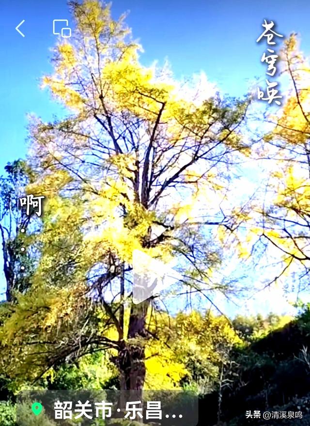 九峰大廊古银杏：岁月长青里的绿美乡愁