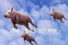 站在风口上连猪都能飞，可要是风停了该怎么办图片