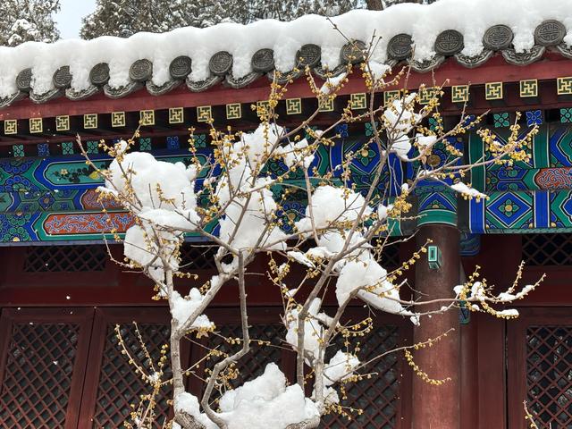 雪后的国家植物园如仙境