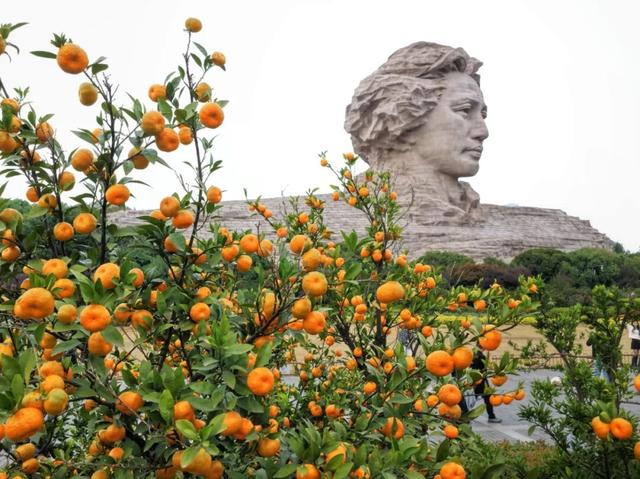 橘子洲，又见橘红染湘江