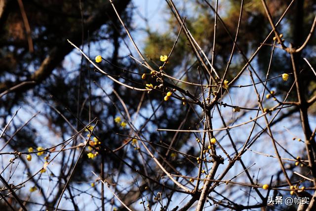 “蜡”么美“蜡”么香，上海公园蜡梅绽放即将迎来盛花期