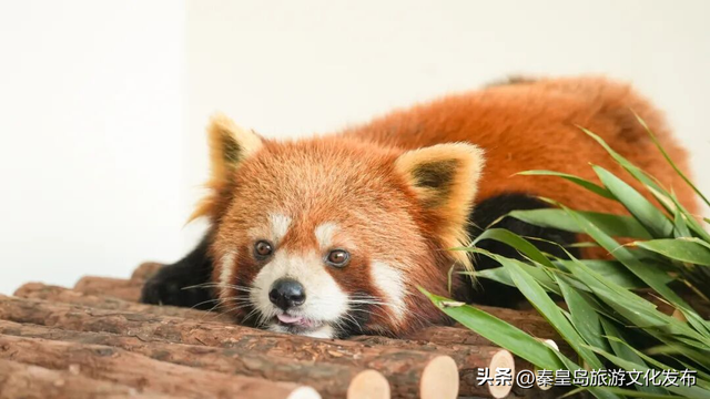 2025年度盘点（旅游篇）：新质生产力赋能全国滨海旅游目的地建设