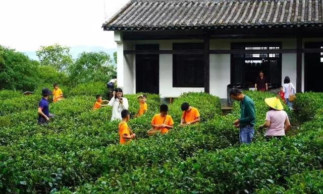 普洱“双节”假期有多火？239.68万人次！21.39亿元！