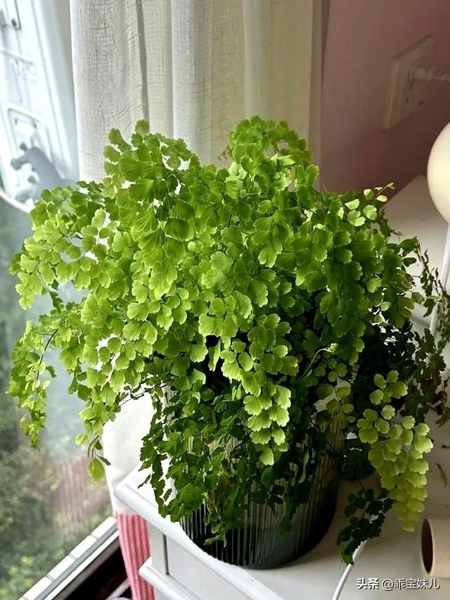 阴花不能进阳宅！这5种花“打死”也不能养，若家里有，赶快搬走