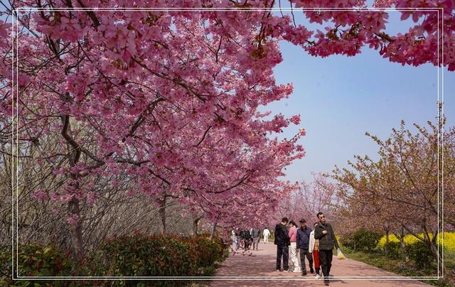 郑州春韵：百花盛放时，邀你共赴春宴