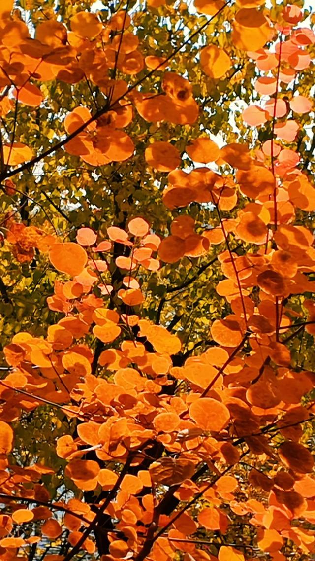 18公里步道免费开放！西五环边的这个公园迎来最佳观赏期——