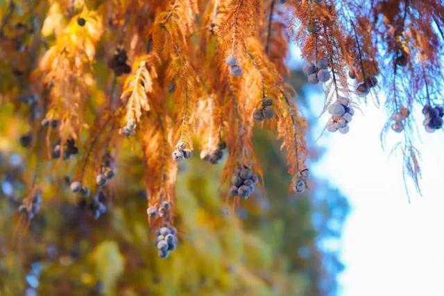 比青山湖人少，比湘湖低调，杭州东北藏着一条“银杏+水杉”组合路线！