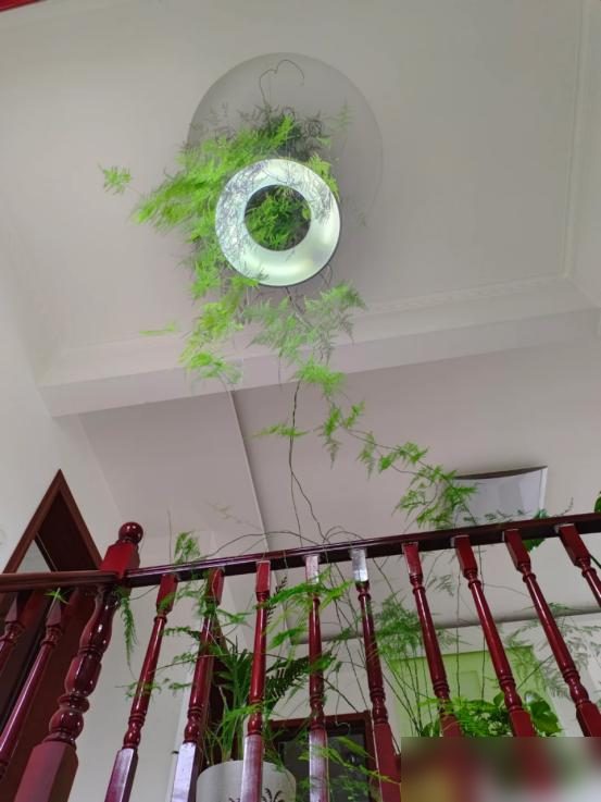 阴花不能进阳宅，家里若有这5种花，请赶紧“搬出去”！