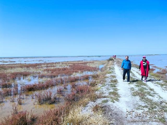 张家口察汗淖尔湿地再现“红海滩”美景