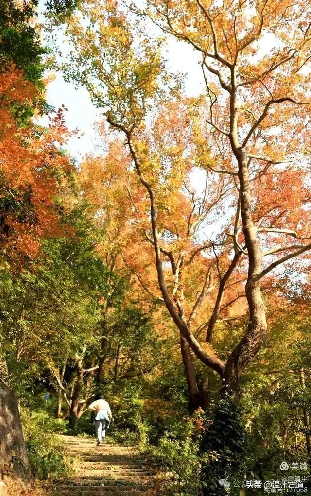 现场报道:这条离市区很近的著名红枫古道已枫情万种,徒步正当时