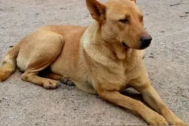 农村老话“家有四声叫，灾祸定来到”，是指哪“4声”叫？啥道理图片