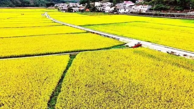 全省推介！杨凌金秋采摘休闲游入选