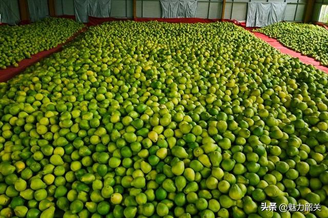 走，去韶关果园吃沙田柚！