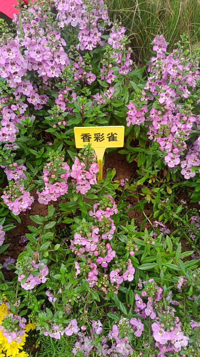 洛阳伊滨花境园缤纷世界等你来