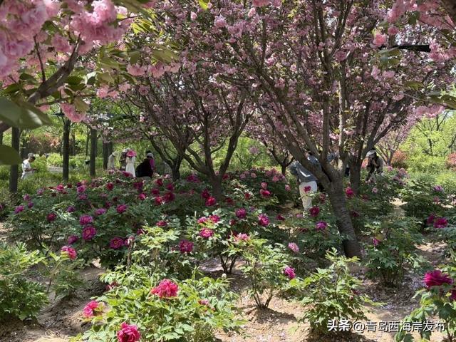 西海岸牡丹芍药赏花季！开幕！