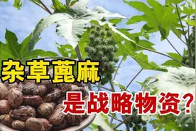 农村随处可见的蓖麻居然是战略物资？50万吨的需求量代表着什么？图片