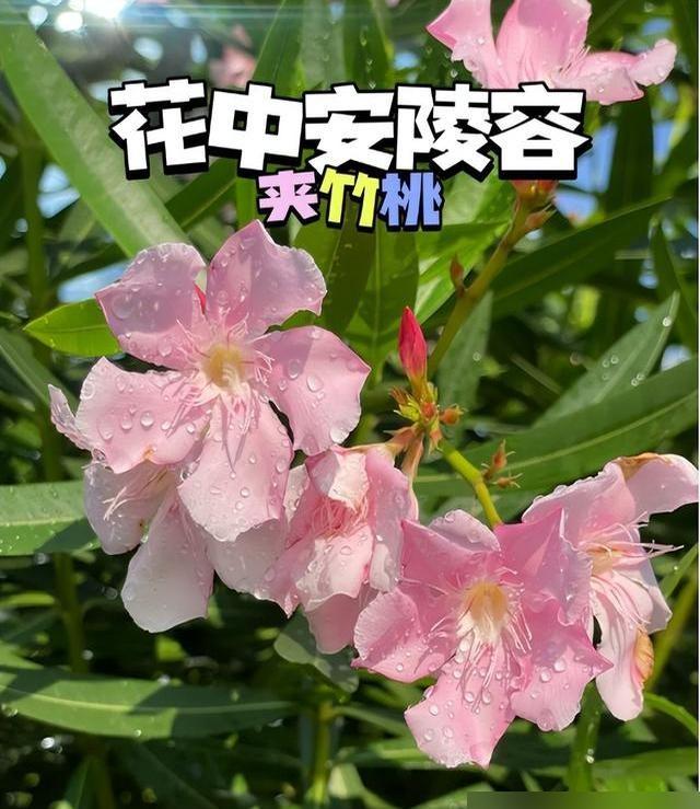 阴花不能进阳宅！这5种花“打死”也不养，家里若有？快挪走!