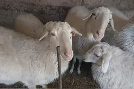 一只羊出多少斤肉？道听途说不靠谱，小伙宰2只羊亲自做实验图片