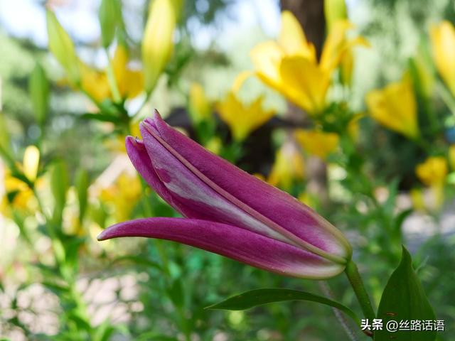 图集丨山丹：百合盛开，许你一个浪漫盛夏！