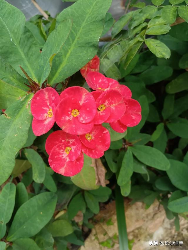 柴米油盐调味诗与远方，抚仙湖那一抹红