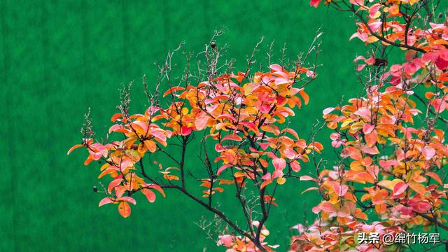 深秋棚花村：绵竹山间的秋色画卷