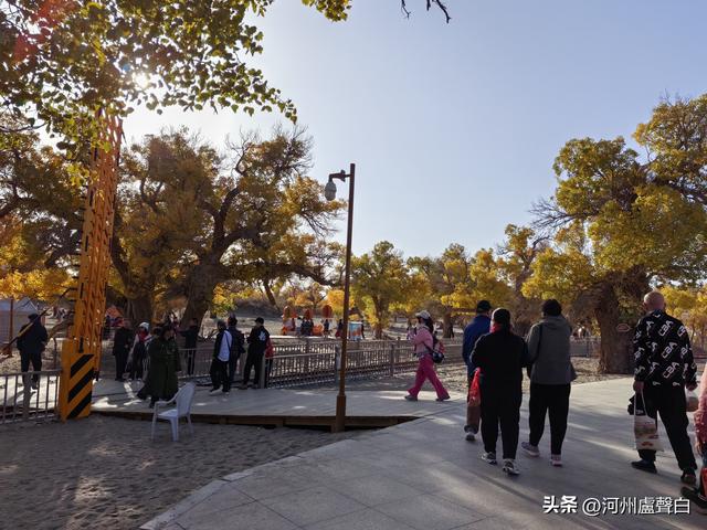 额济纳旗胡杨林