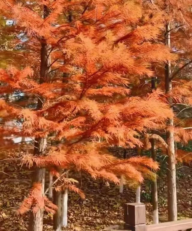 冬日里的红杉林