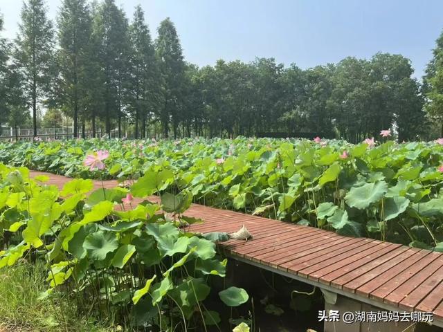 40℃高温？带娃躲进这两处深山秘境，把25℃的清凉和野趣全打包！