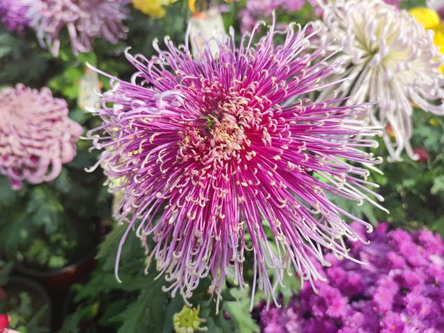 武汉金秋菊展之中山公园特色展