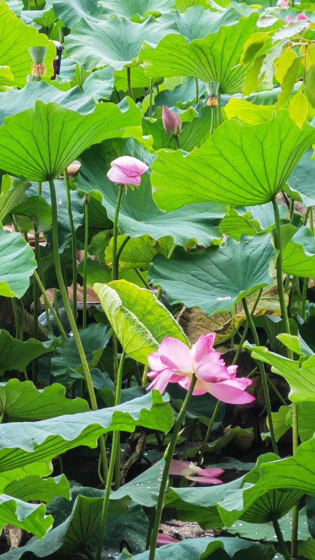 荷叶飘香，花开如梦