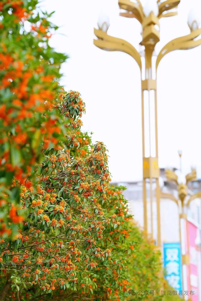 徽县：被桂花签收的秋天