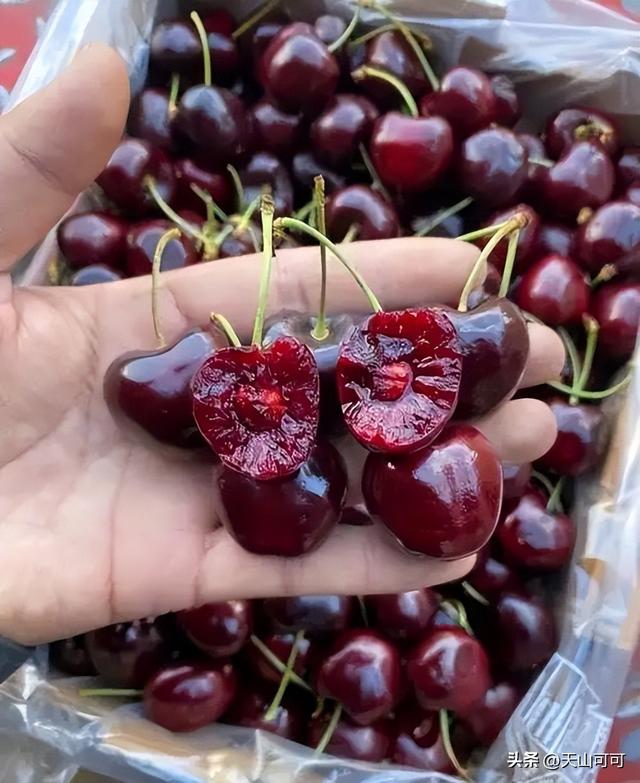 樱桃品种排名前十，哪种甜又好吃？