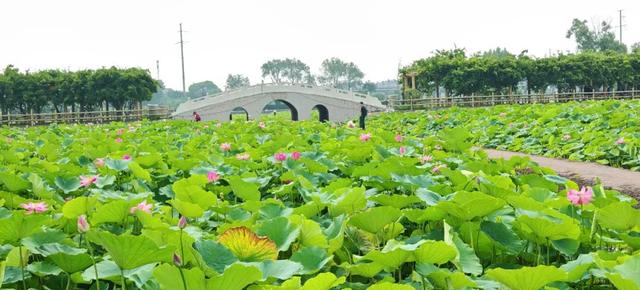 【文明旅游】太原：难老泉润稻荷香
