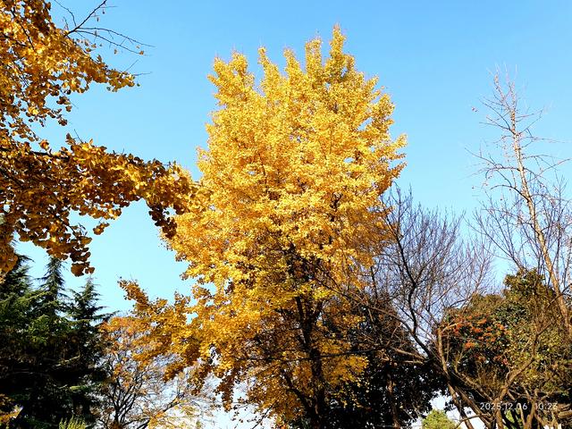 行走在月湖公园