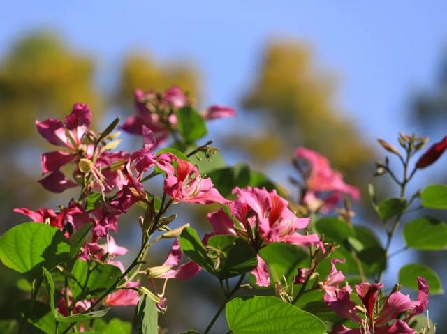 初冬限定！星湖美景焕新上线，打卡要趁早~