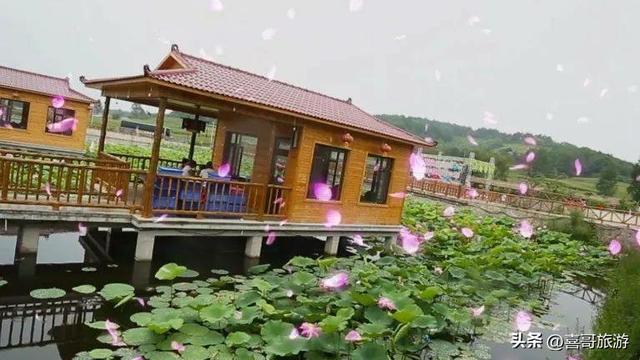 辽源“花海王国”：300亩芍药绽放，一年仅美20天，错过要等一年